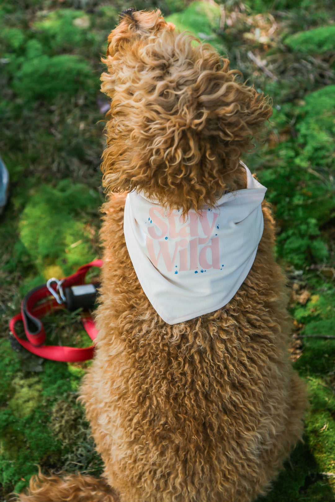 Stay Wild Dog Bandana - Ivory