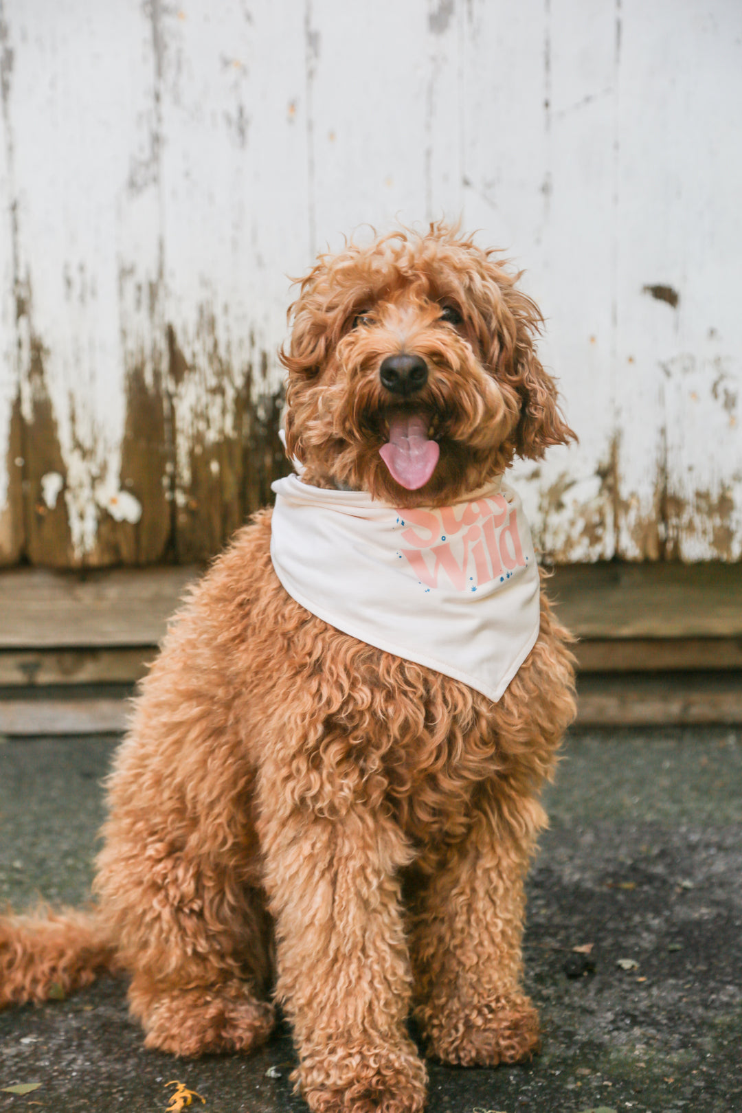 Stay Wild Dog Bandana - Ivory